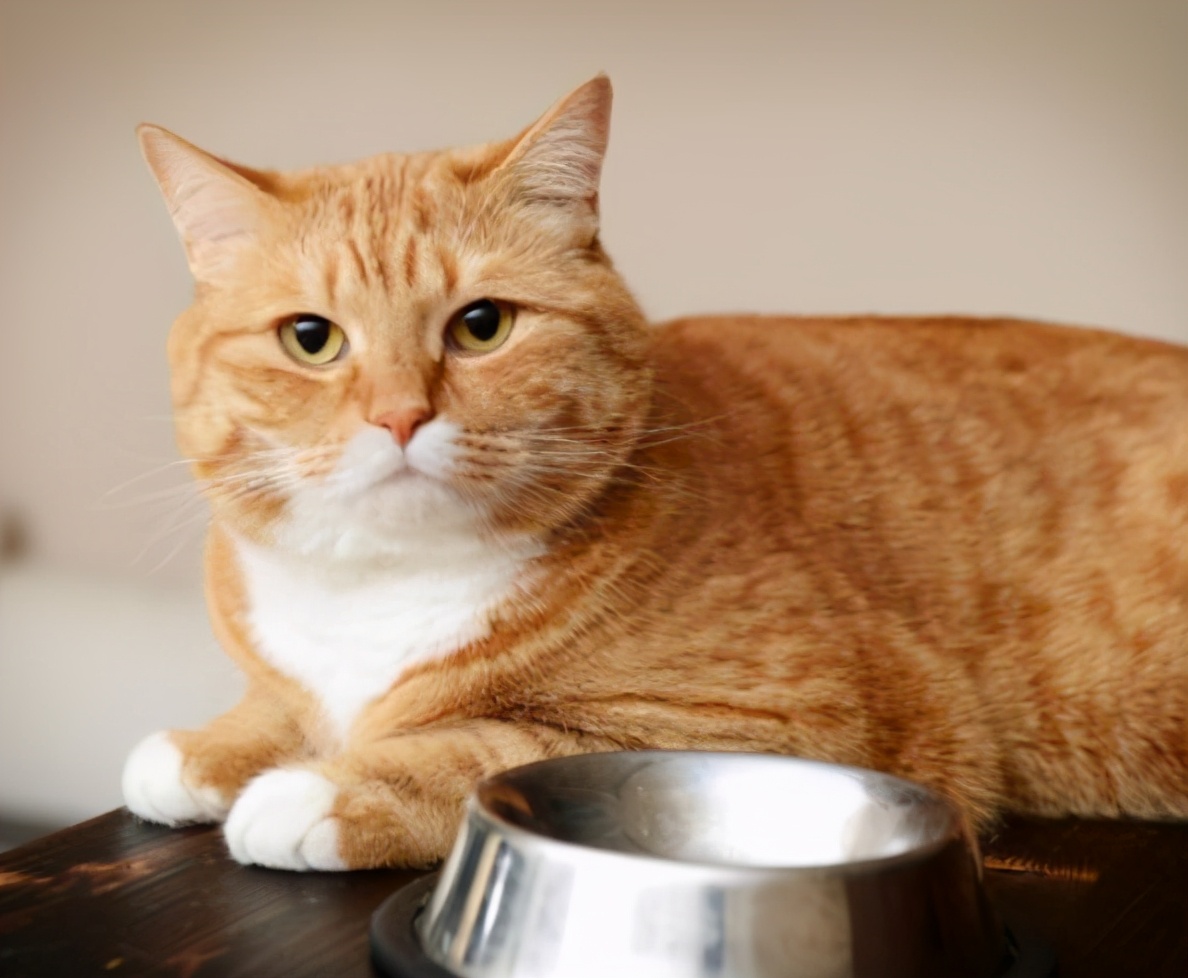 养猫咪需要多久给它洗次澡,养宠攻略给猫洗澡的步骤和流程