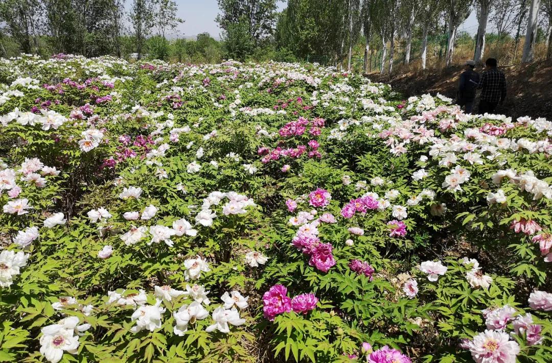 牡丹有哪些新品种,牡丹怎样培育新品种视频讲解