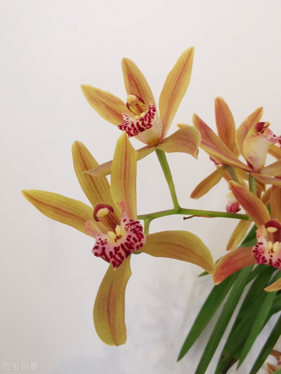 兰花冒芽了还怎么养,兰花的花苞怎么养才会长大