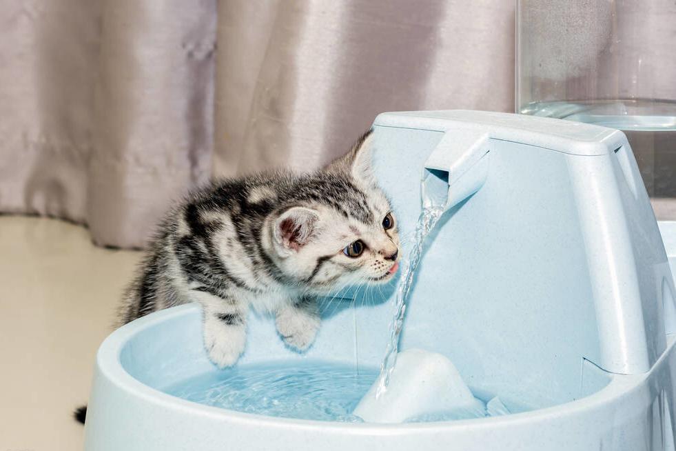 猫咪不爱喝水怎么办,猫咪不爱喝水怎么办搞笑
