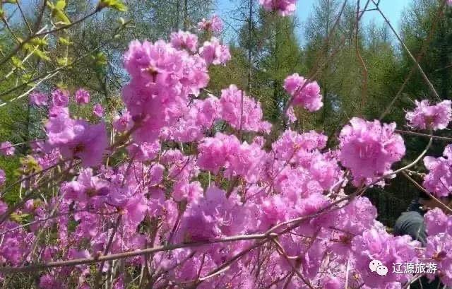 周游辽源怎么样,辽源周游攻略