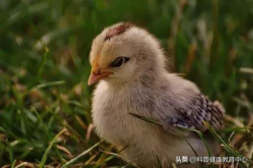 鸡的哪个内脏是苦的,鸡身上最毒的三个器官