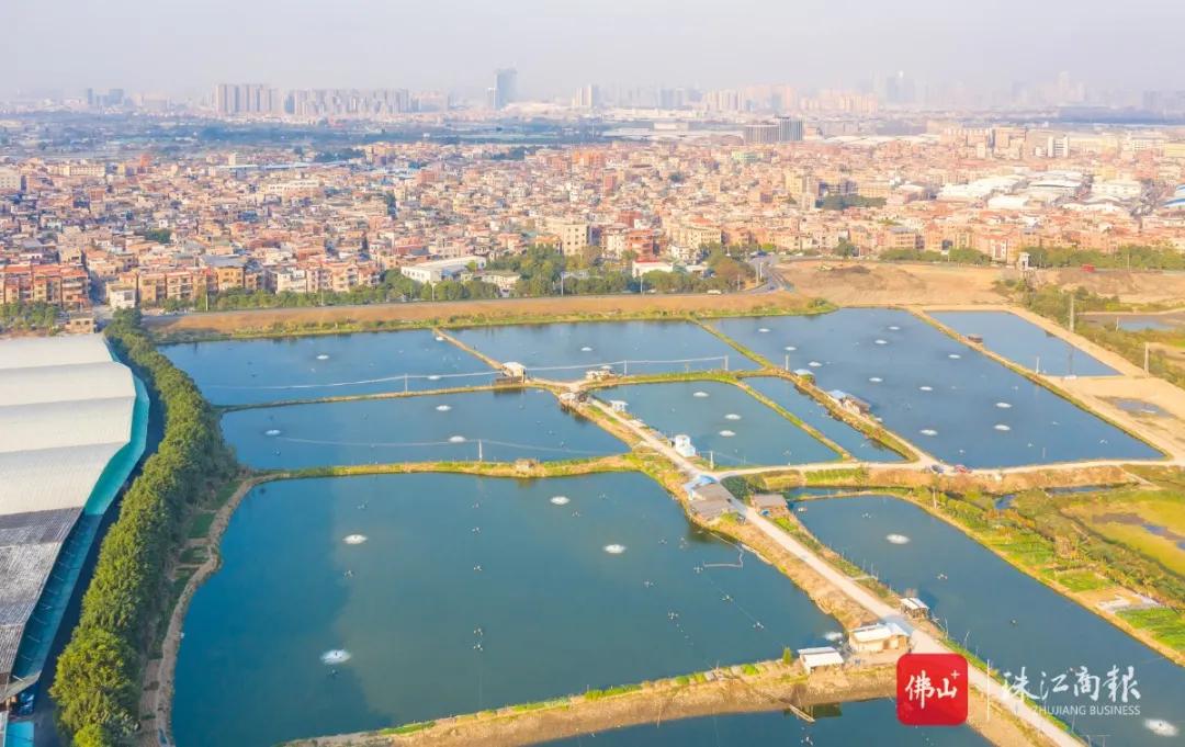 乐从沙边村改造,村改社区转型发展