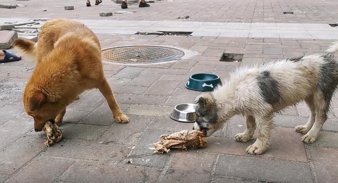 两只被遗弃的小流浪狗,流浪狗被收养后两只大狗不吃不喝