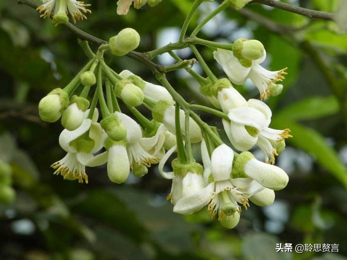 橘柚花诗词精选一十八首蓼岸风多橘柚香，堪怜堪爱还堪惜
