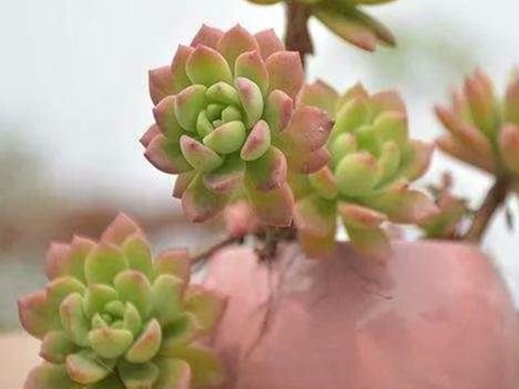 网购回来的多肉化水怎么办,多肉网购回来如何处理