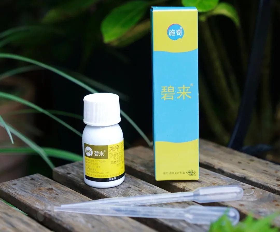 养花常见病虫害及处理方法,养花病虫害必备知识大全