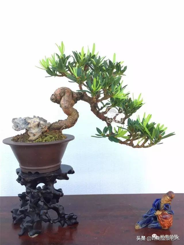 鎺㈡灊妞嶇墿,鎺㈡灊