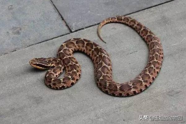 眼镜王蛇毒死大象,眼镜王蛇能毒死成年人吗