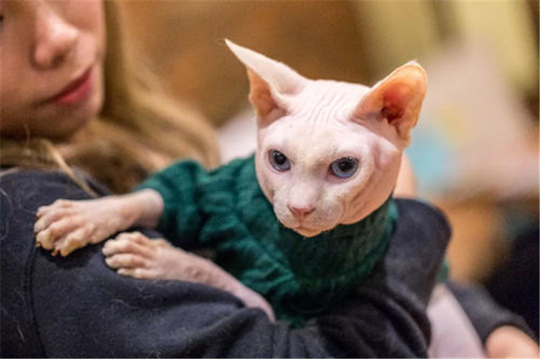 无毛猫为什么被虐,无毛猫吐槽