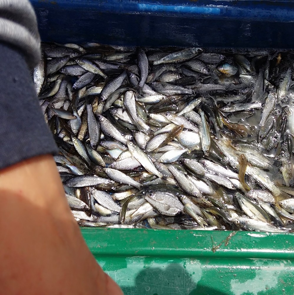 东北小鱼是物种入侵的元凶?占领欧洲32国,几乎没有解决办法