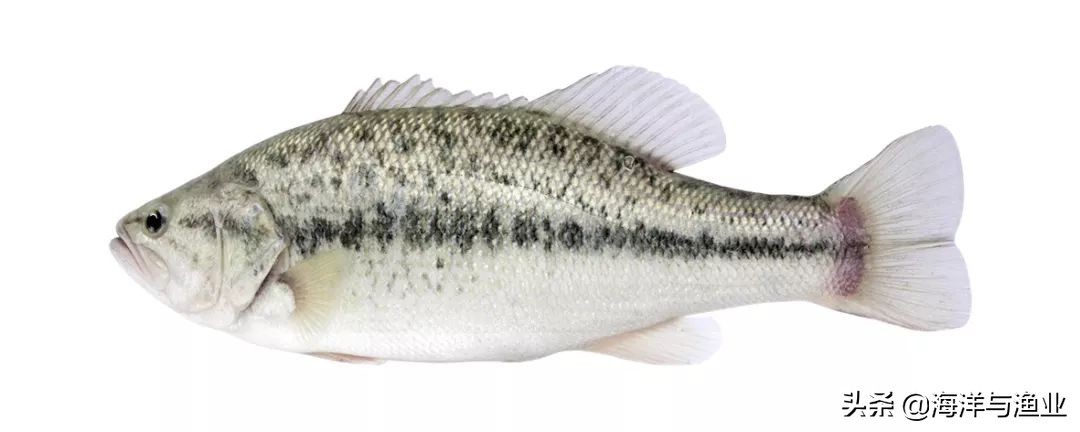 大口鲈和大口黑鲈,买大苗鱼