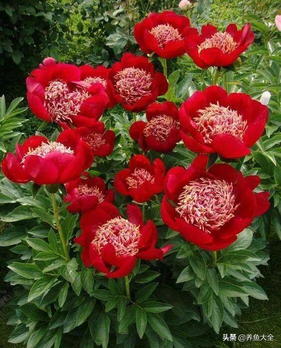 一至十二月的花期,12月到2月份的花期