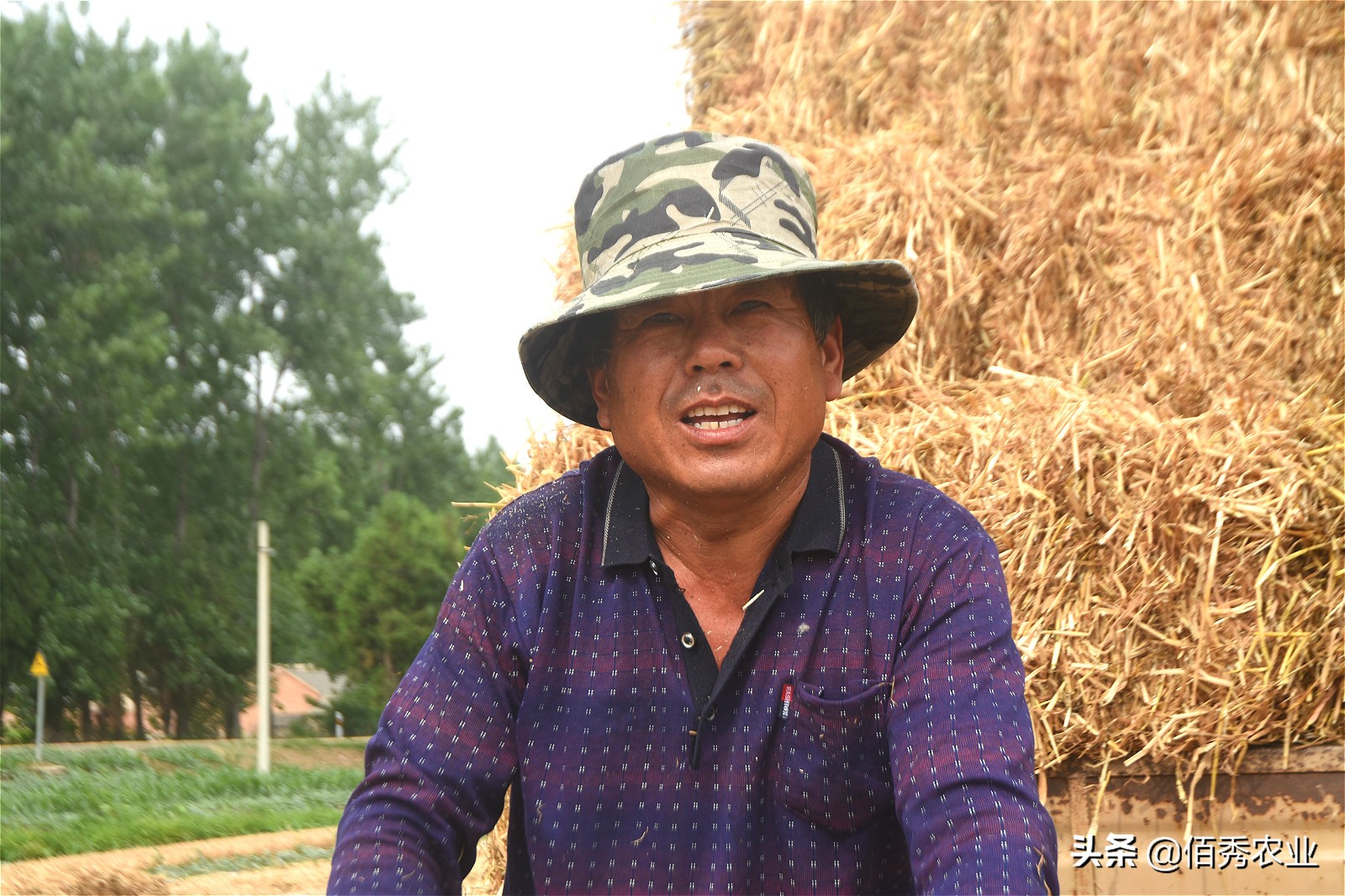 利用农作物秸秆就能赚钱的好项目,小麦秸秆种植致富项目