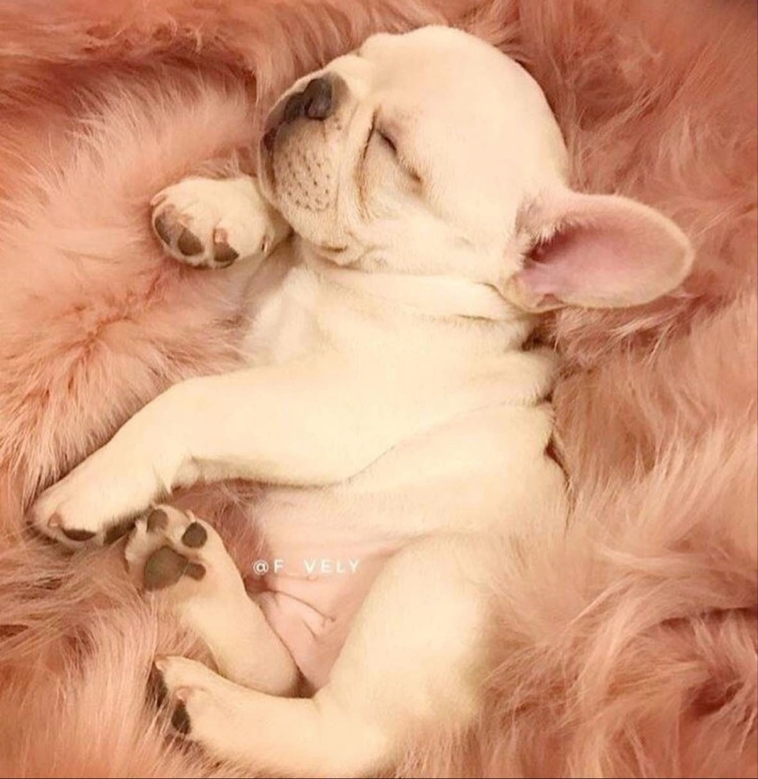 你家法斗爱晒太阳吗,你家法斗是怎么样的