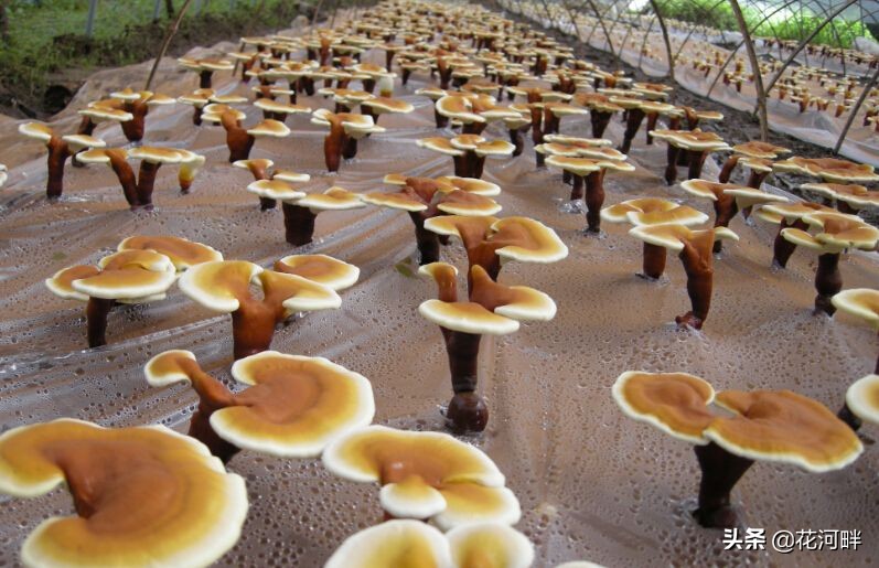 灵芝种植技术与栽培管理过程,灵芝每个阶段栽培环境条件