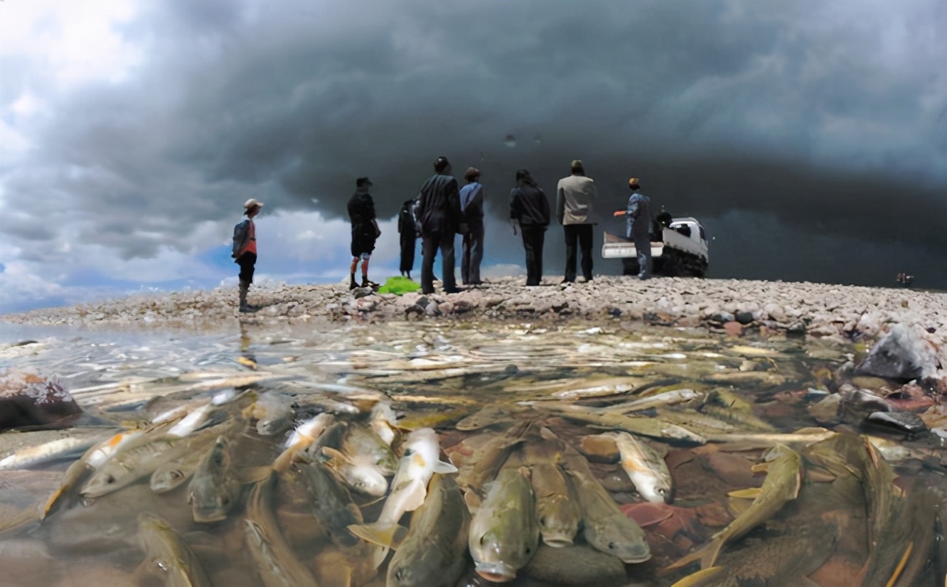 青海湖淡水湟鱼,青海湖湟鱼洄游产卵最佳观赏时间