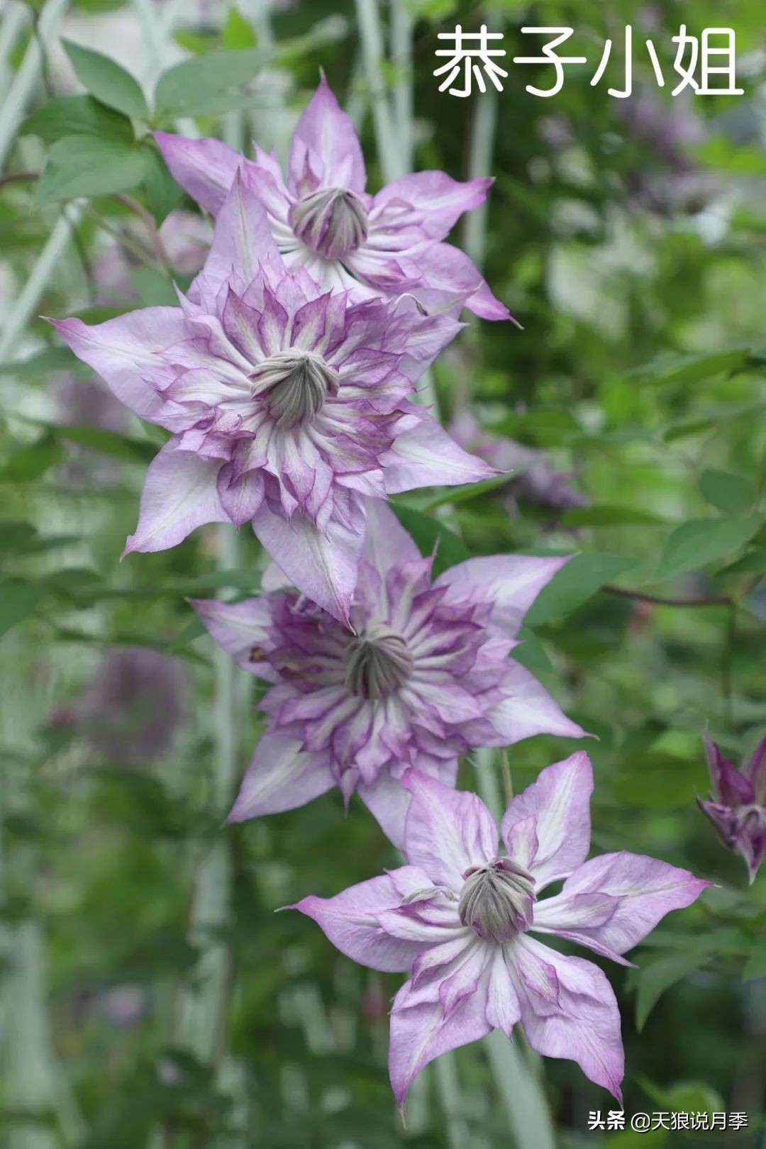 10元3棵铁线莲苗多色,铁线莲苗圃视频