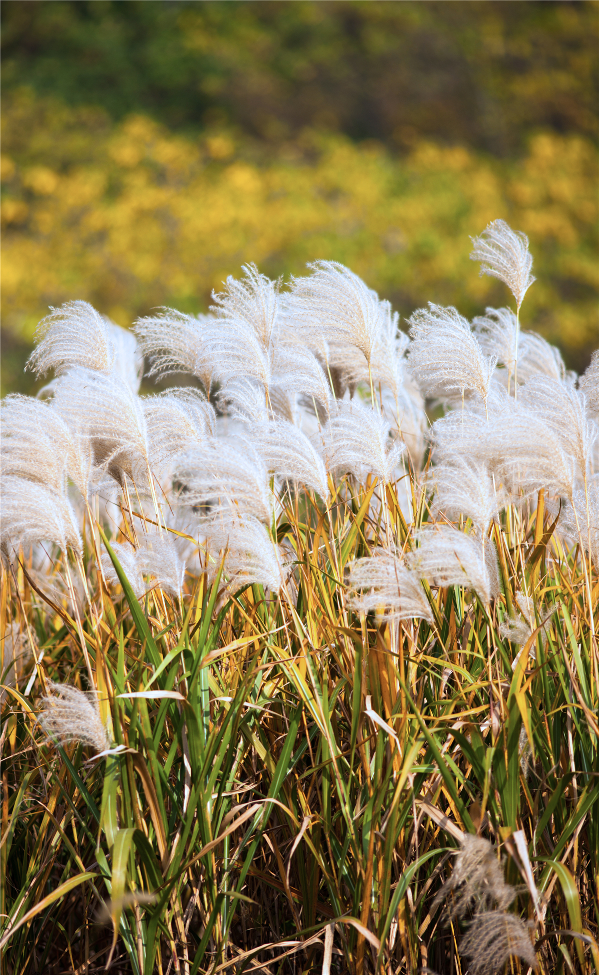 秋天苏州游玩,苏州旅游攻略秋天