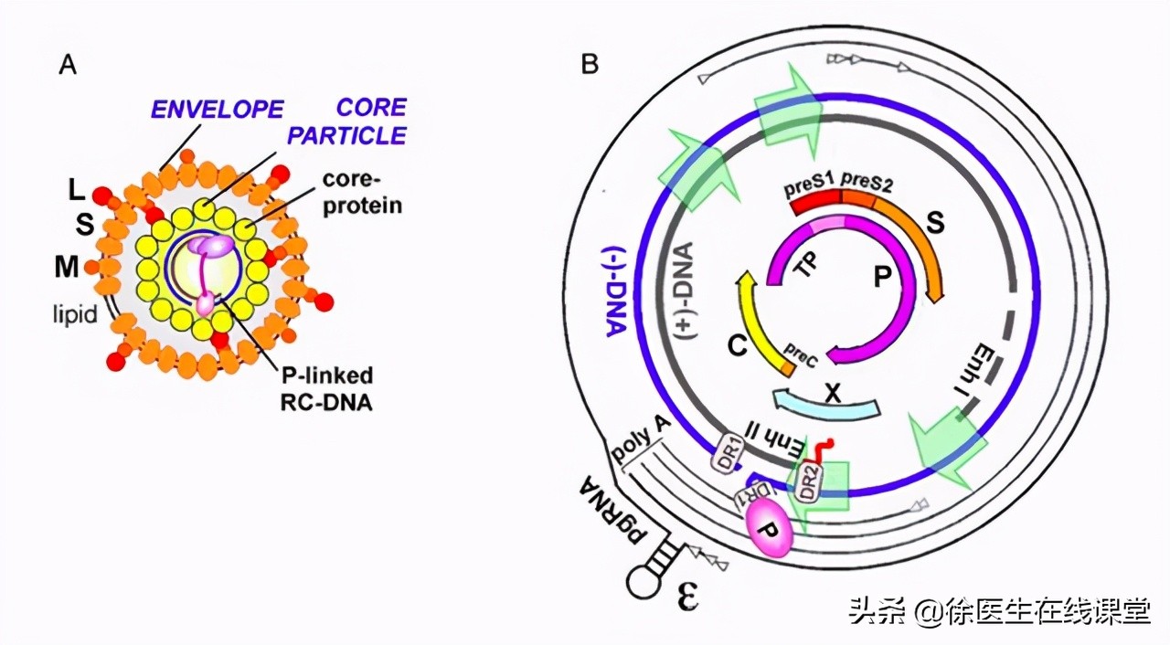 乙肝携带打干扰素转阴,有乙肝病毒携带怀孕怎么办