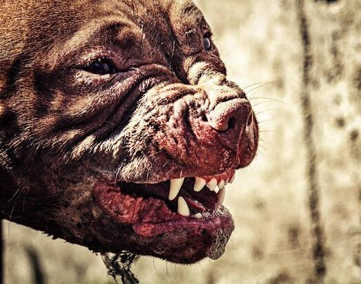 罗威纳犬咬人是什么样的表现,罗威纳犬为什么会咬人