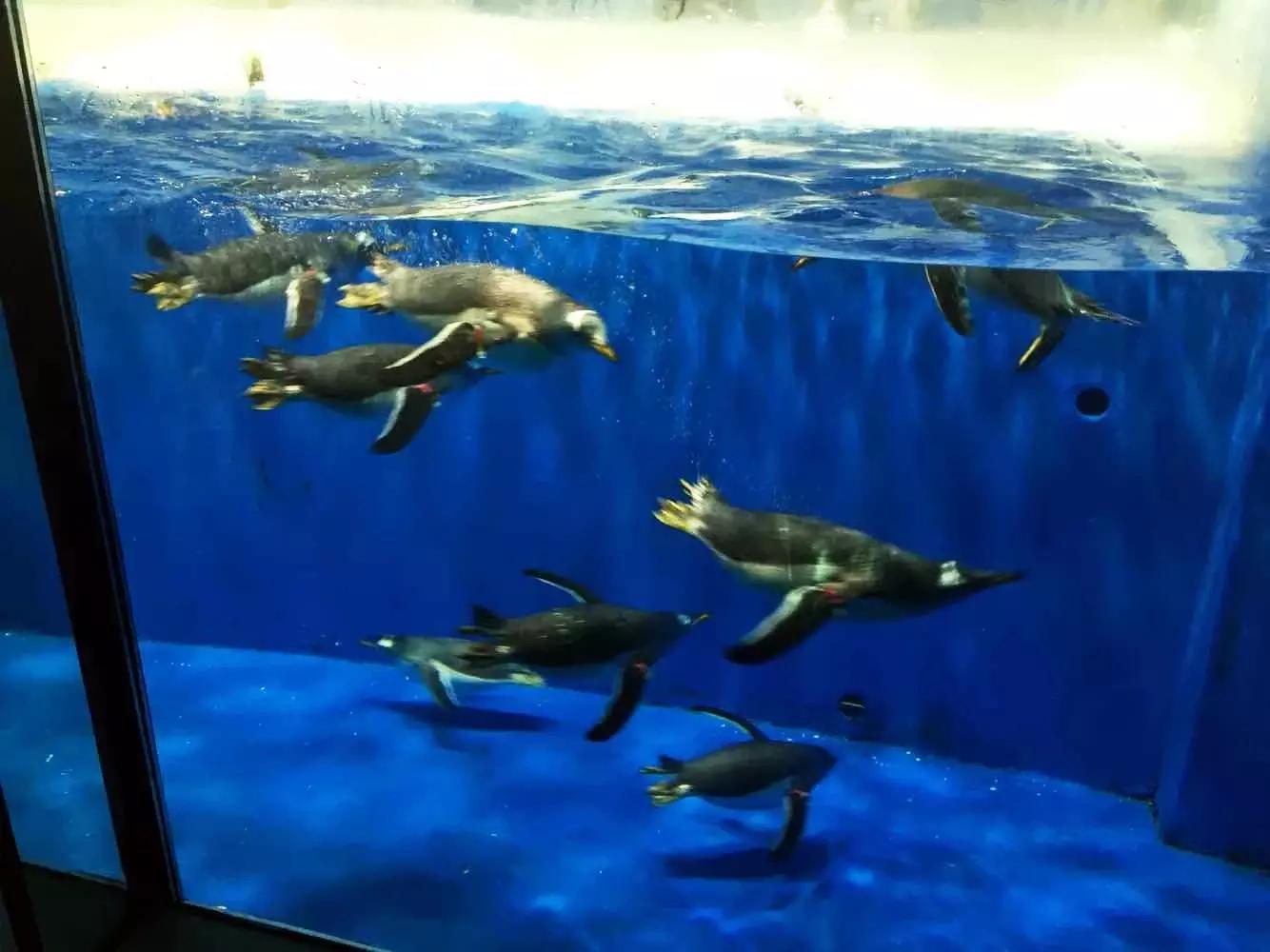 哈尔滨冰灯游玩攻略,哈尔滨冰灯梦幻之行