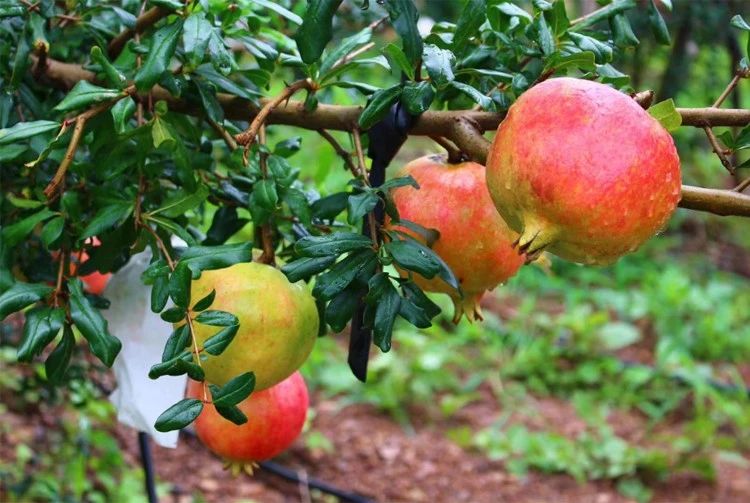 实地考察!长在树上的“雅诗兰黛”,籽软汁多更润肤