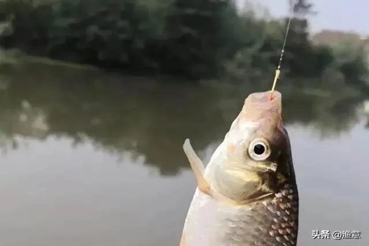 下钩和上钩中鱼区别,野钓老是上钩或下钩中鱼怎么回事