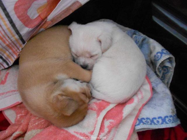 狗狗进了宠物店为什么就很温顺呢,狗狗害怕去宠物店