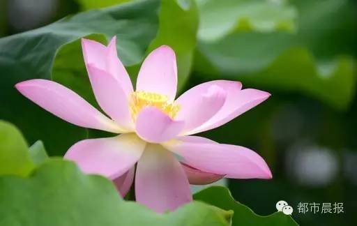 徐州荷花欣赏景区,徐州云龙湖赏荷花