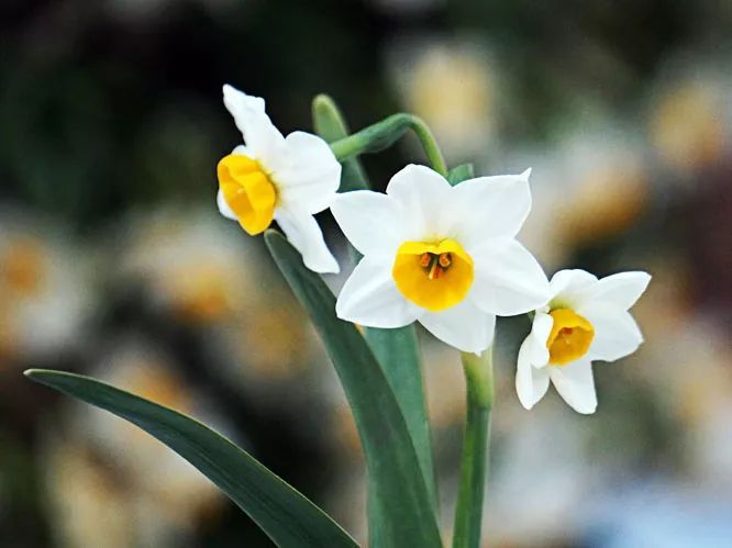 100种常见观叶植物图鉴史上最全,农村常见的100种植物