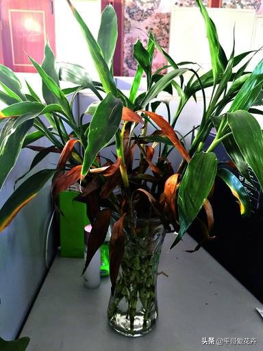 富贵竹叶片发黄怎样解决,富贵竹叶片尖发黄怎么办