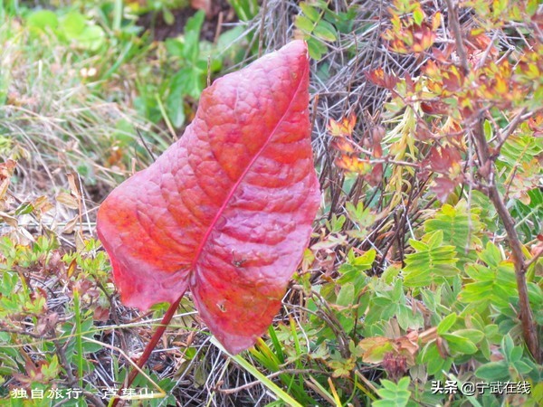 宁武芦芽山悬崖栈道,太原出发芦芽山马仑草原自驾路线