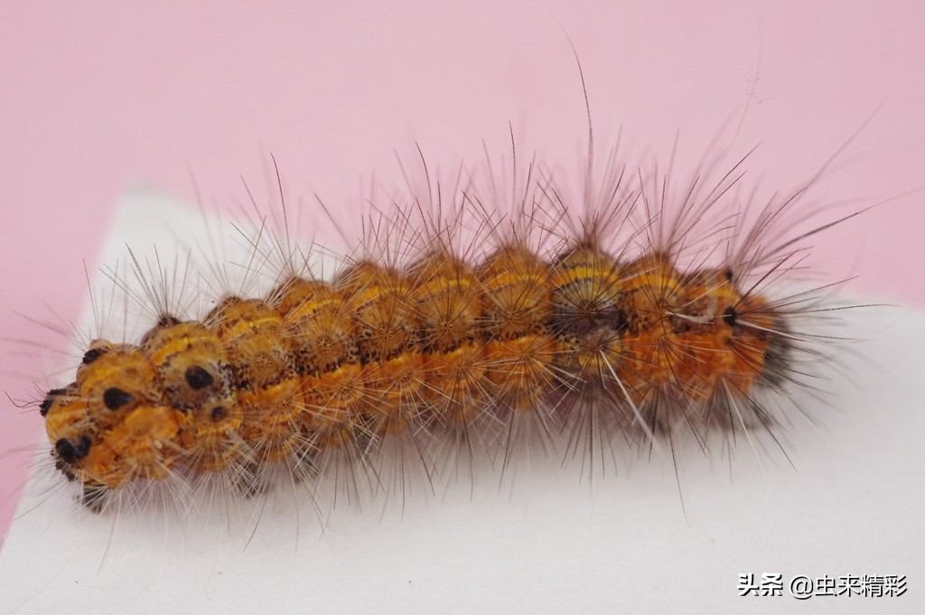 养小蜘蛛的第1天,大腹圆蛛蜕皮过程