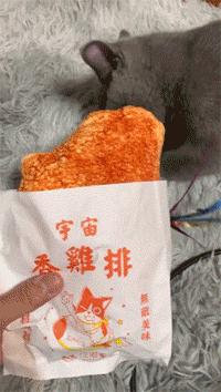 胆小的小奶猫是什么样的,胆小的小奶猫