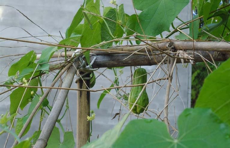 什么样的品种的佛手瓜最好吃,高产的佛手瓜