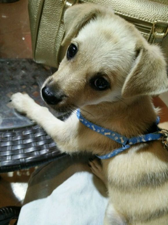 两个月大的土狗咬人,一个月的小土狗开始咬人了