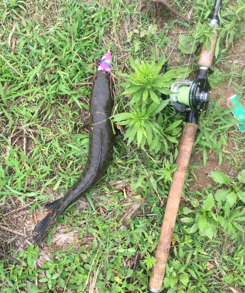 路亚黑鱼一定要打雷强结吗,雷强路亚黑鱼高清