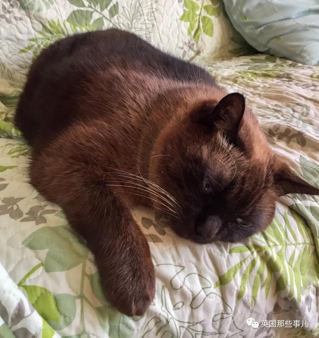 养暹罗猫会得什么病吗,养暹罗猫就像开盲盒