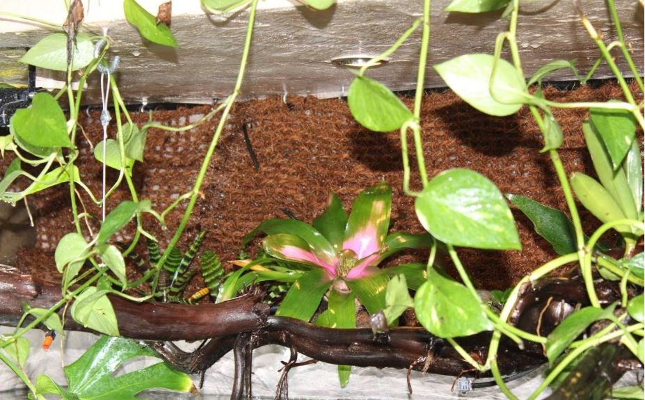 自己做大型水陆缸,在家自己打造一个沙漠缸