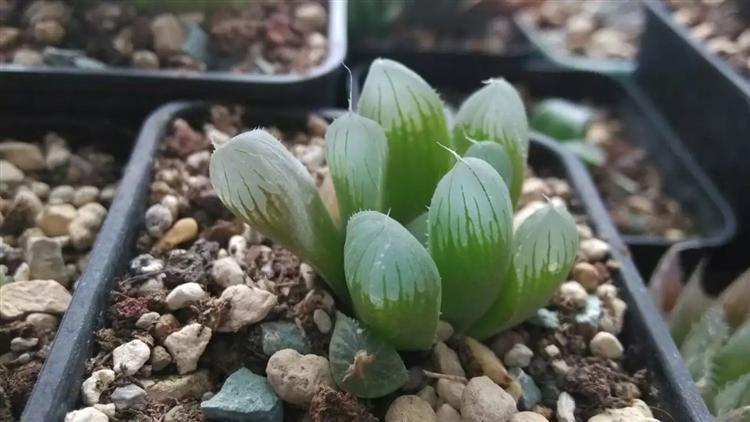 万象十二卷多肉怎么繁殖,多肉十二卷的养殖方法和注意事项