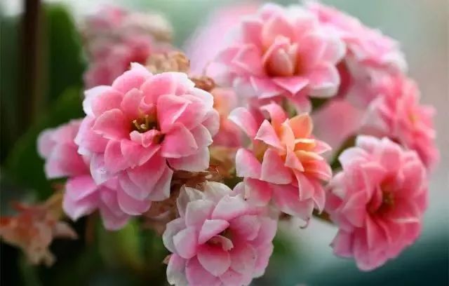 这几种花不要养老桩，否则很容易不开花