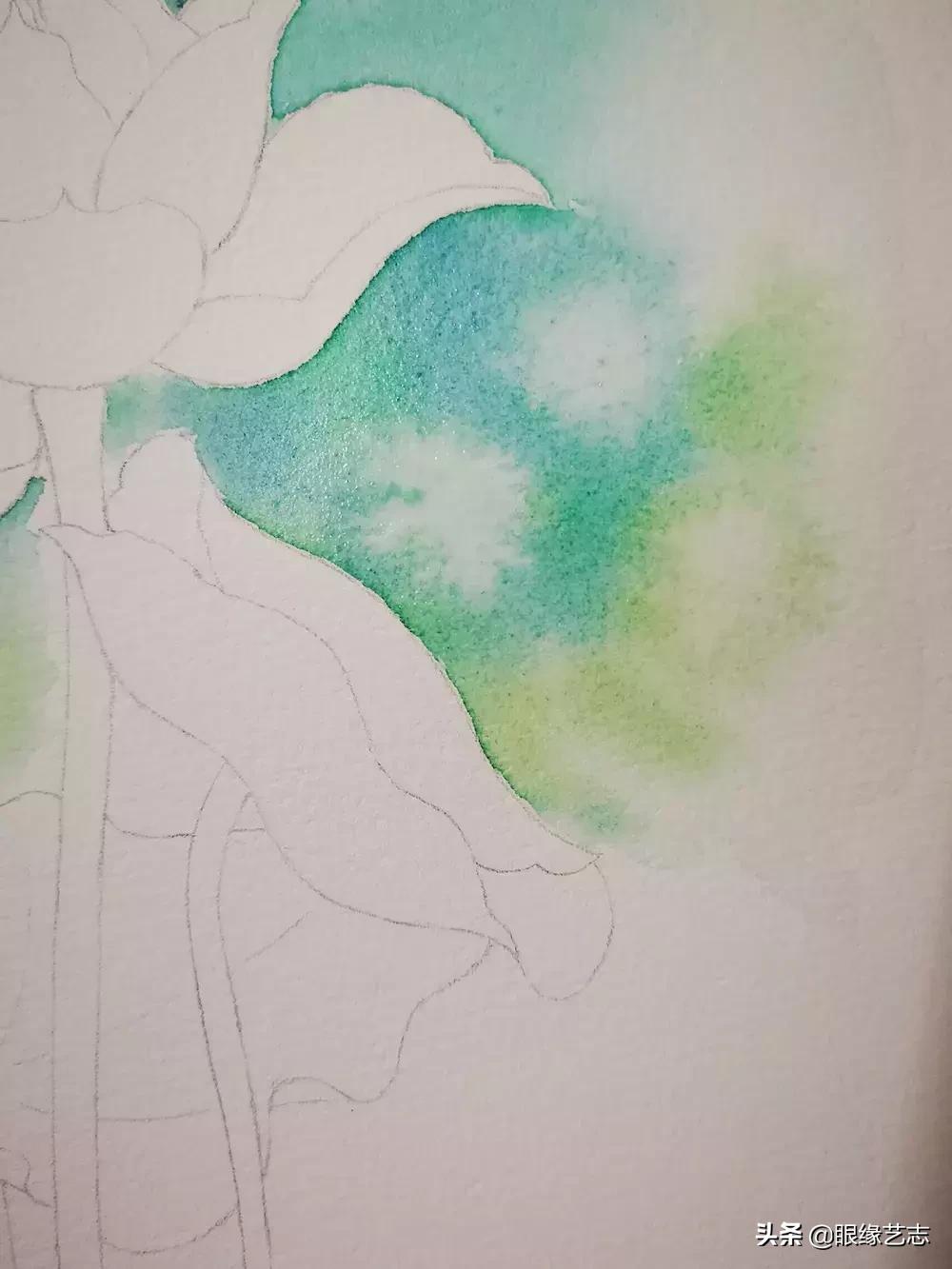 水彩莲花画法教程,白色荷花水彩画法教程