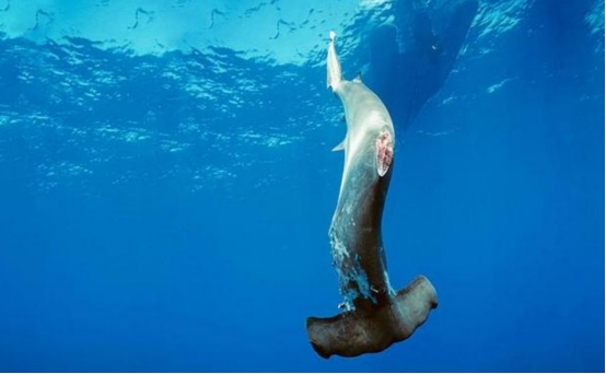 哥伦比亚成功抓获头号毒枭,哥伦比亚近期抓捕新闻