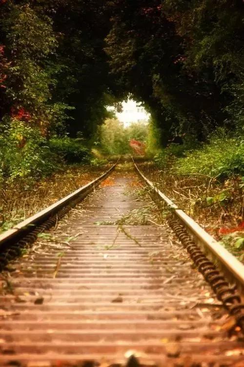 秋天落叶一拍都是一幅画,秋天的景色美得好像一幅画