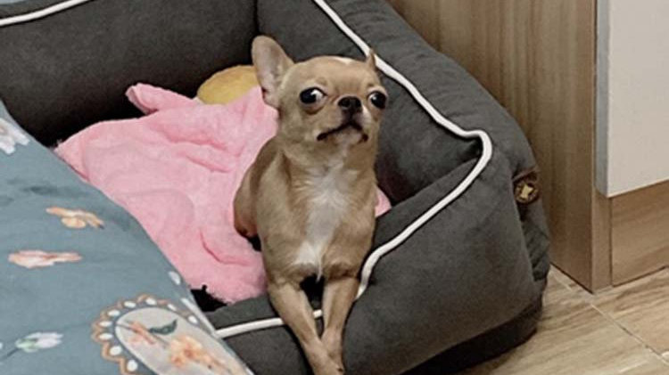 狗子在窝里尿,狗子在床上撒尿是怎么回事