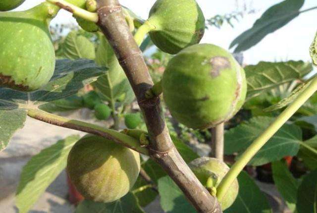 无花果常见病虫害防治措施,无花果的病虫害防治视频