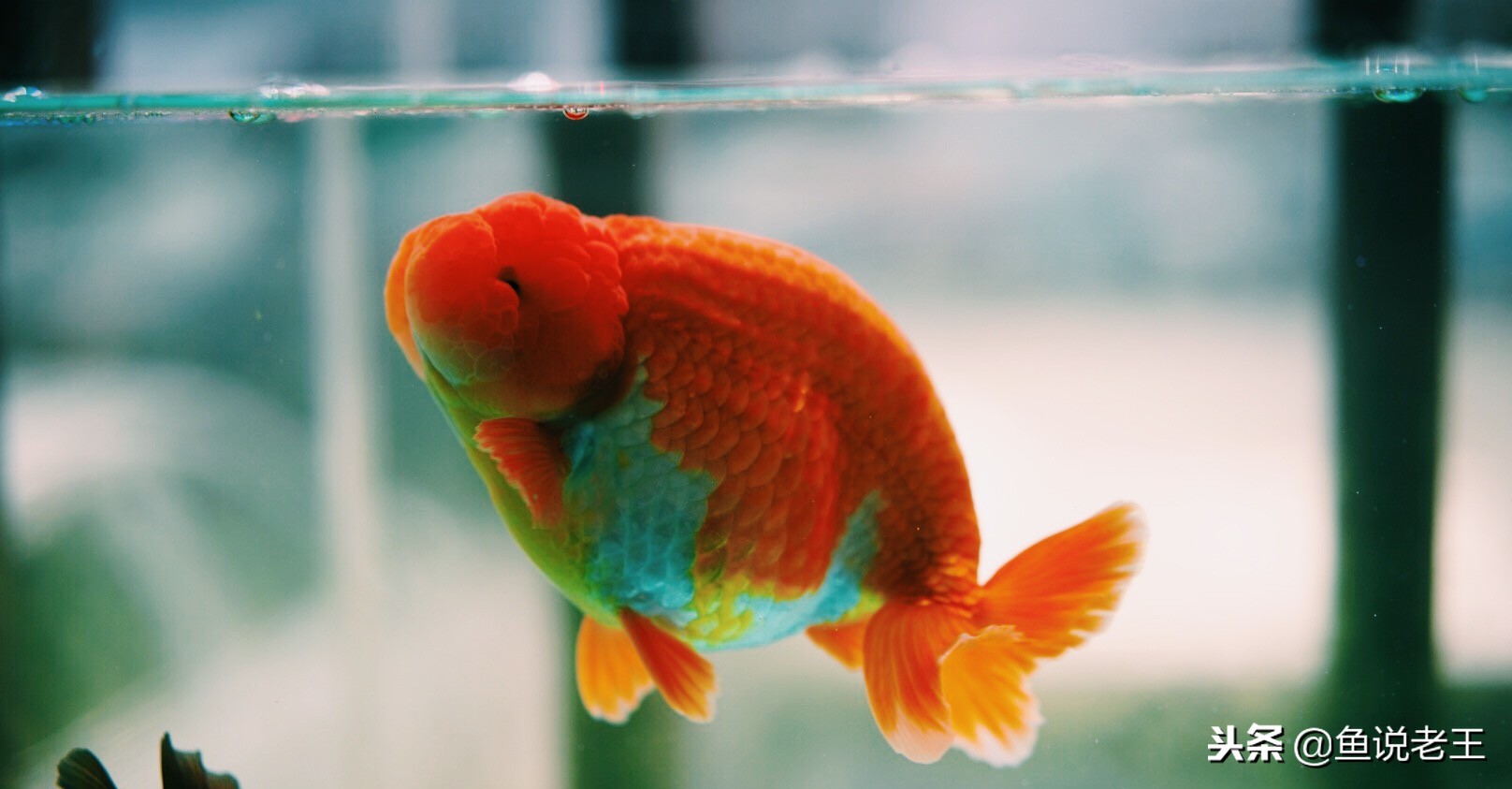 长时间不换水鱼会死吗,长时间不换水鱼会得什么病