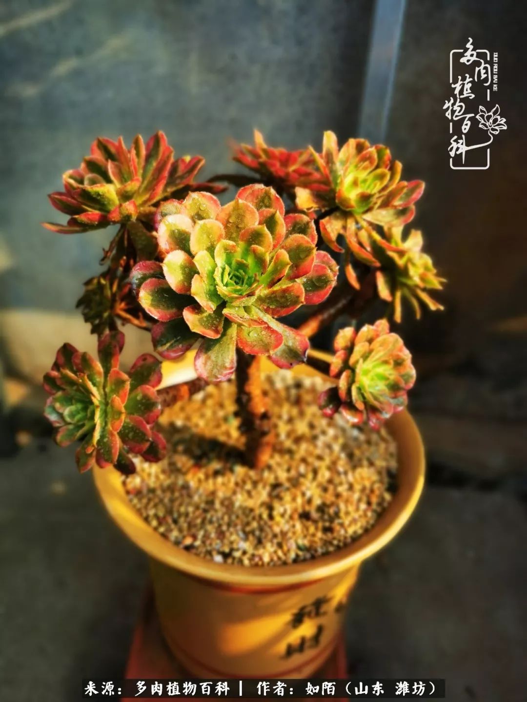 凤凰涅槃,浴火重生!多肉法师圣斗士们的秋天!(附养护经验)