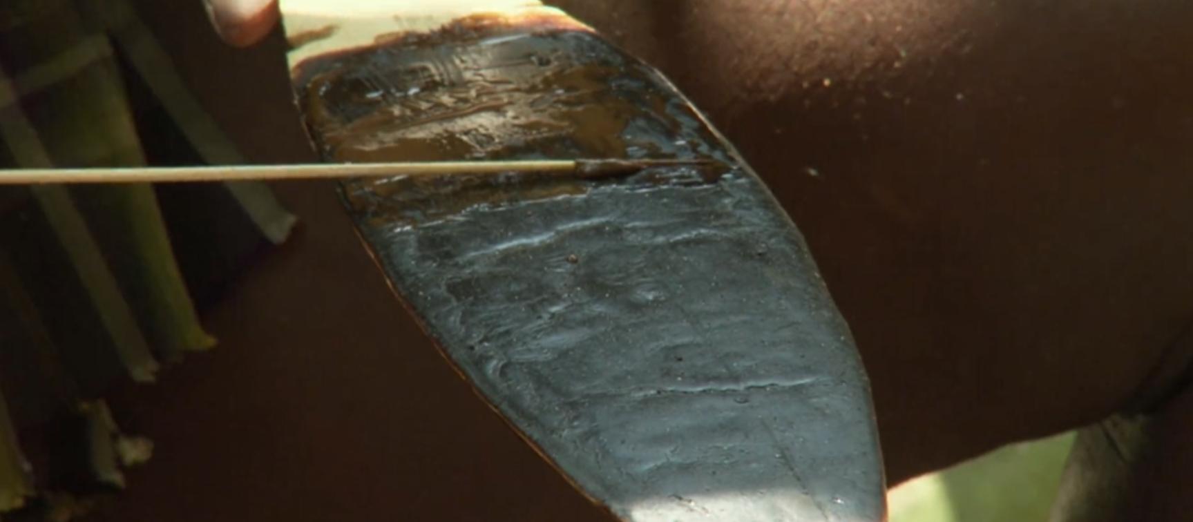 黄喉捕猎猴子全过程,野外捕杀猴子纪录片